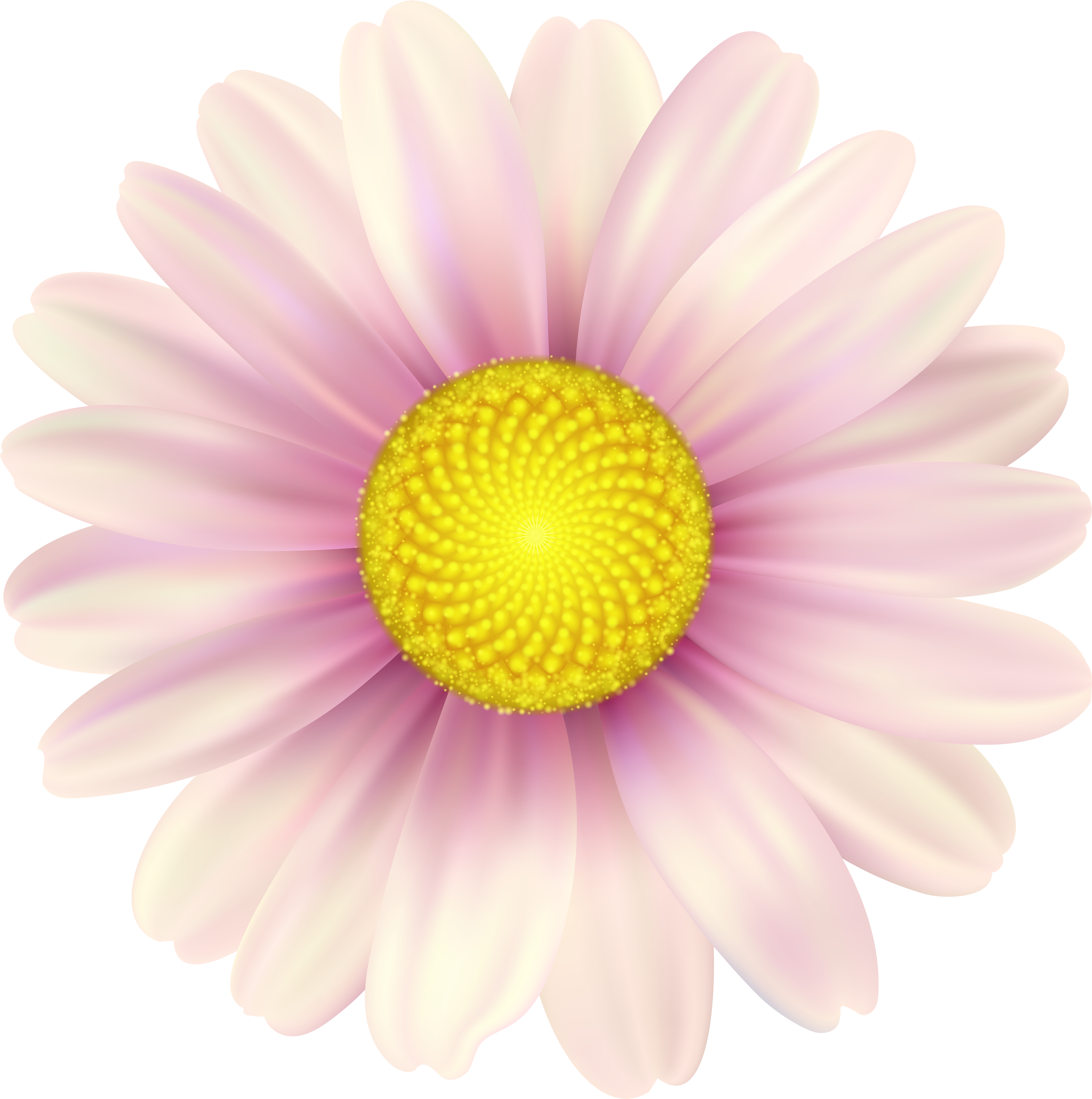 Pink Daisy Clip Art Image - Daisy - Png Download (4918x4949), Png Download
