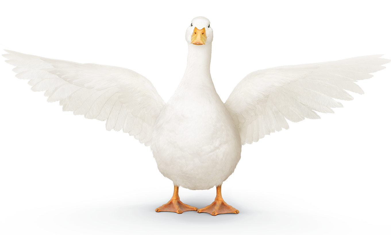 Aflac Duck Png Goose Clipart Large Size Png Image Pikpng