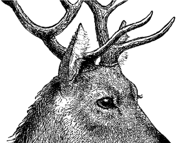 Deer Png Transparent Images - Stag Head Drawing Side Clipart (640x480), Png Download