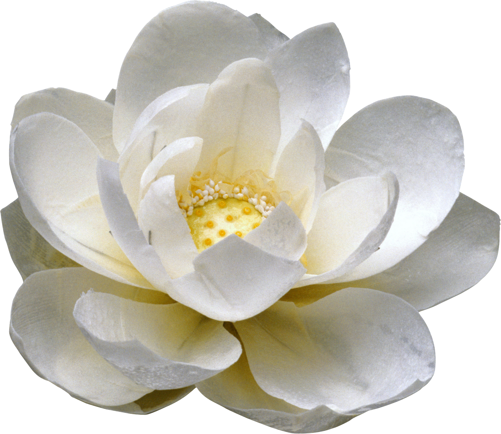 Ramos De Rosas Blancas En Png - Цветок Пнг Clipart (1600x1387), Png Download