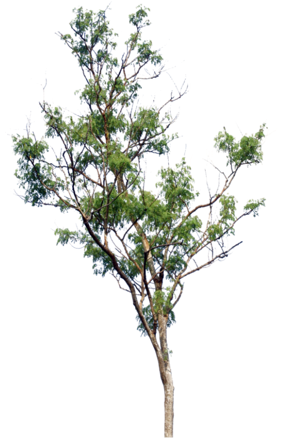 Little Tree Png Clipart (680x1024), Png Download
