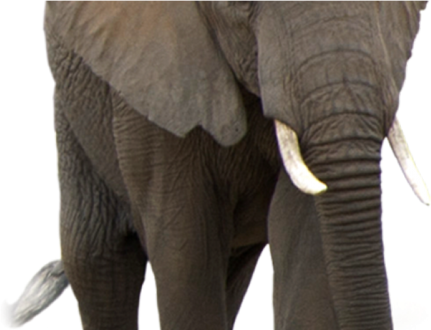 Elephant Png Transparent Images - Transparent Background Png Elephant Clipart (640x480), Png Download