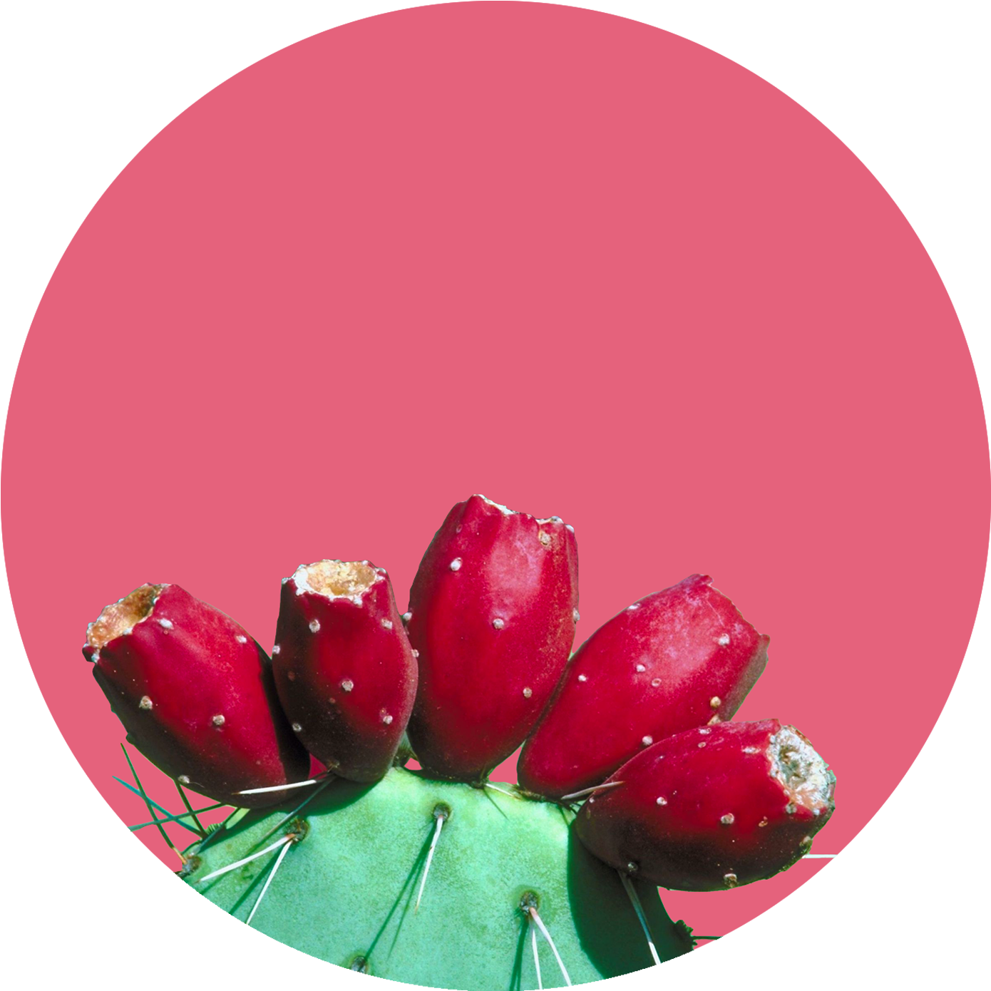 Cactus - Tulip Clipart (2100x1500), Png Download