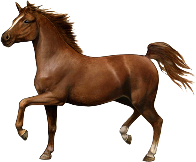 Courser - Hackney Horse Clipart (650x567), Png Download