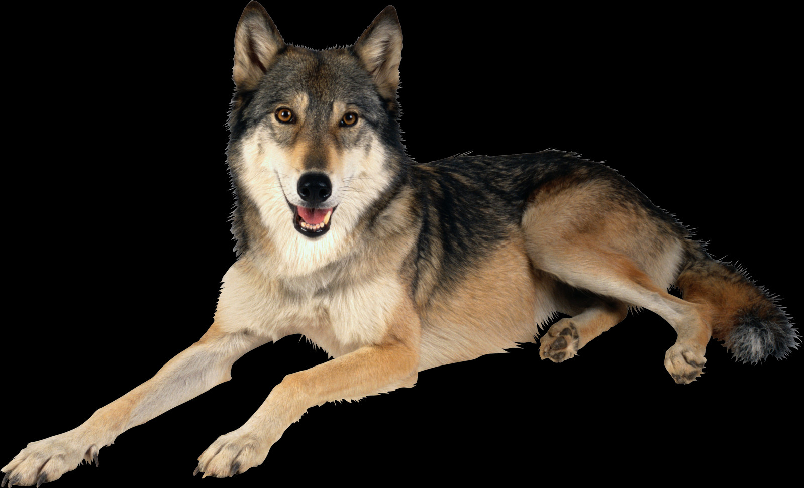 Big Dog Is Laying Down Clipart (1600x972), Png Download