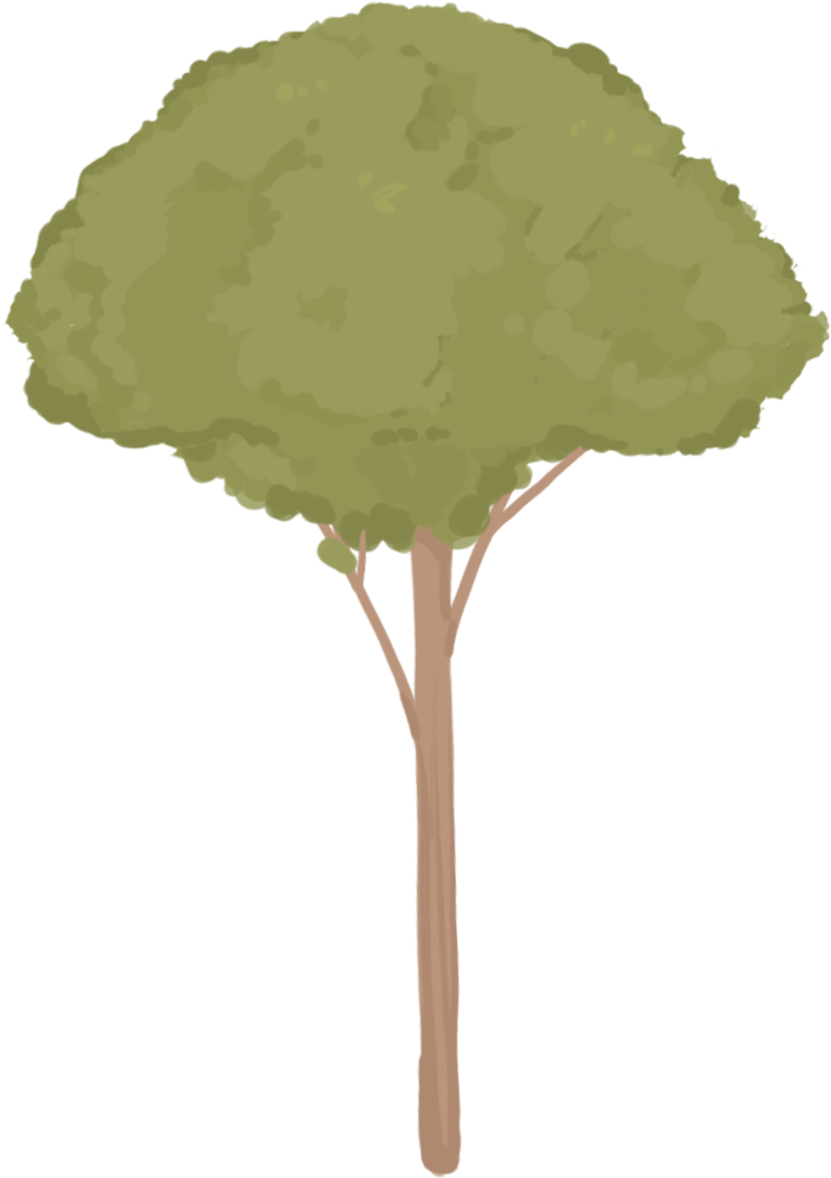 Hand Drawn Plants Trees Small Png And Psd - Oak Clipart (2000x2000), Png Download