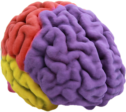 Transparent Brain Model - Brain 3d Png Clipart (700x700), Png Download