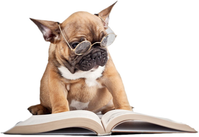 Recent Articles By Dr - French Bulldog Reading A Book Clipart (689x475), Png Download