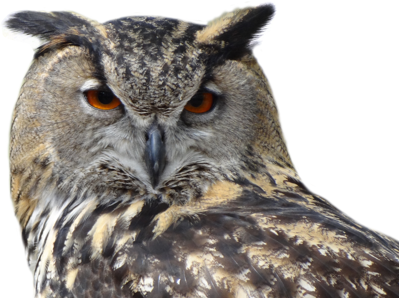 Great Horned Owl Png Clipart (1400x1065), Png Download