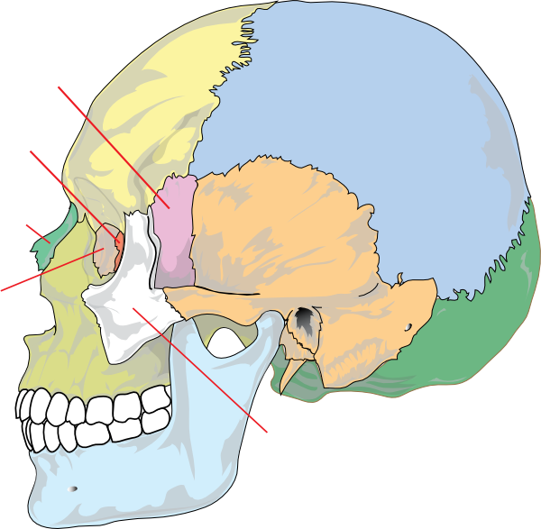 Different Parts Of Head Clipart (600x587), Png Download