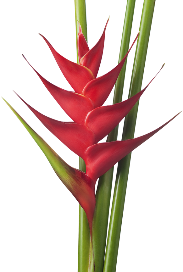 Dibujos De Flores Heliconias Clipart (870x864), Png Download