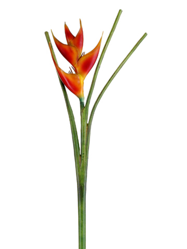 42" Heliconia Spray Flame - Heliconia Clipart (800x800), Png Download