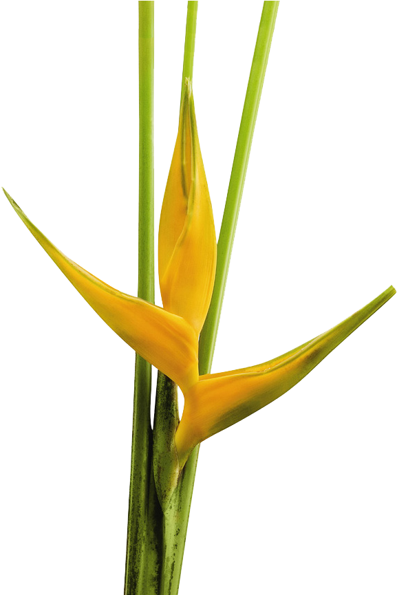 Heliconia Clipart (870x864), Png Download