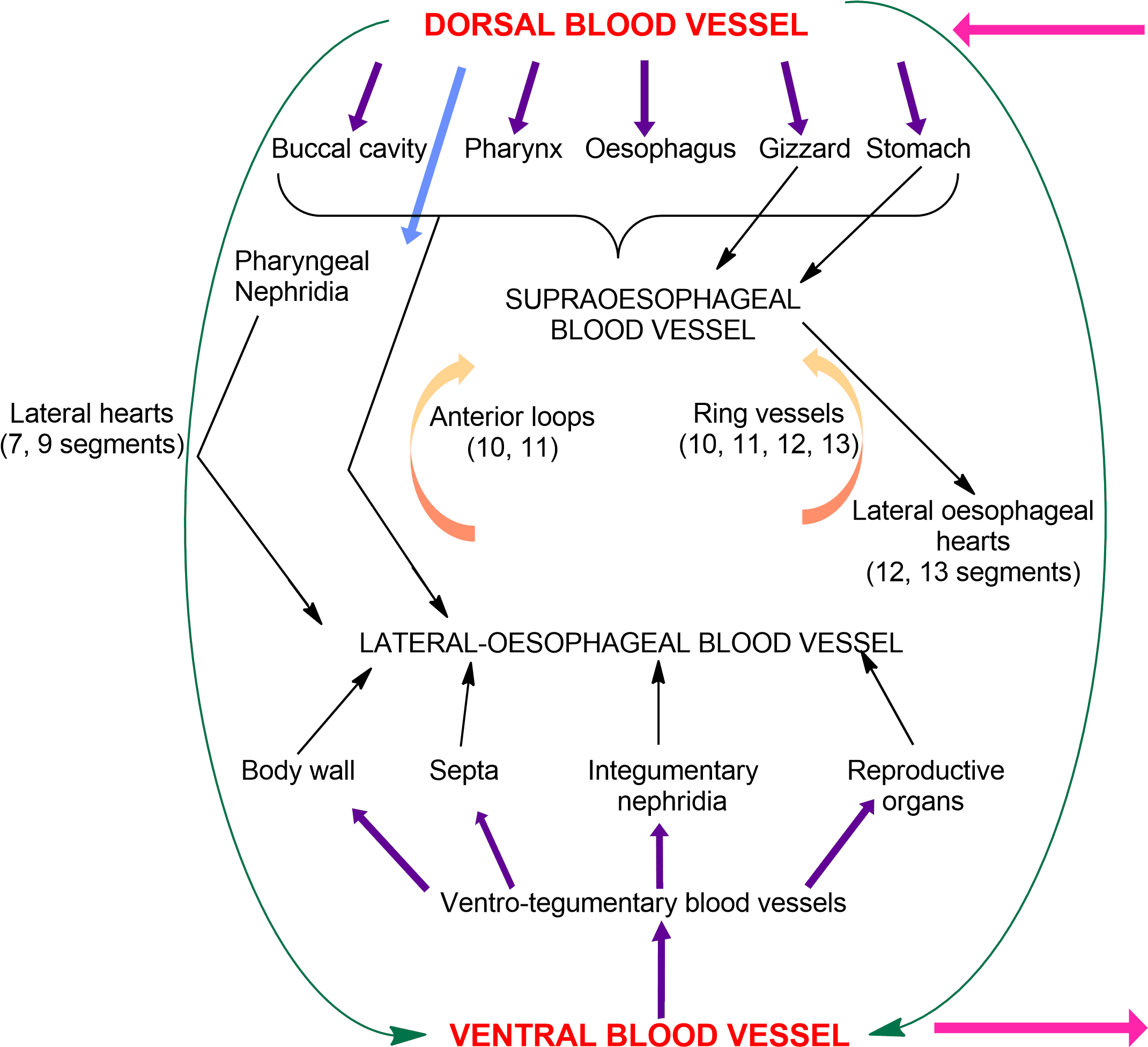 Earthworm Cirulatory System, Earthworm Blood Vessels, - Blood Vascular System Of Earthworm Clipart (2159x1984), Png Download