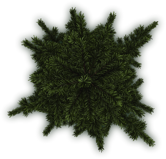 Download Tree Plan Texture Png - Pine Tree Png Plan Clipart Png