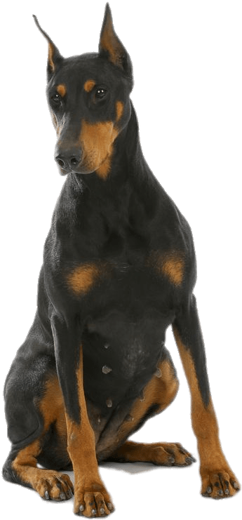Animals - Dobermans - Doberman Png Clipart (520x922), Png Download
