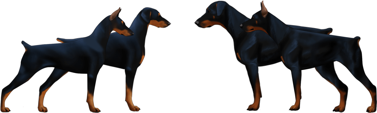 Dobermann Or Dobermann Pinscher - European Doberman Vs American Doberman Clipart (1574x529), Png Download