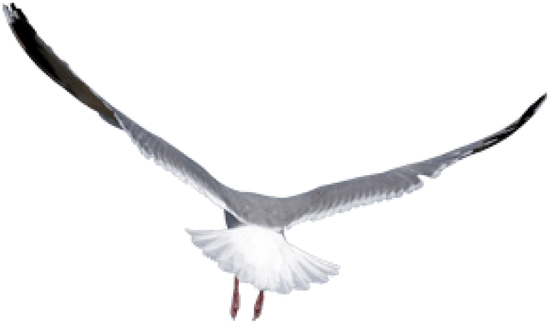 Free Png Birds Png Images Transparent - Png Birds Clipart (772x454), Png Download