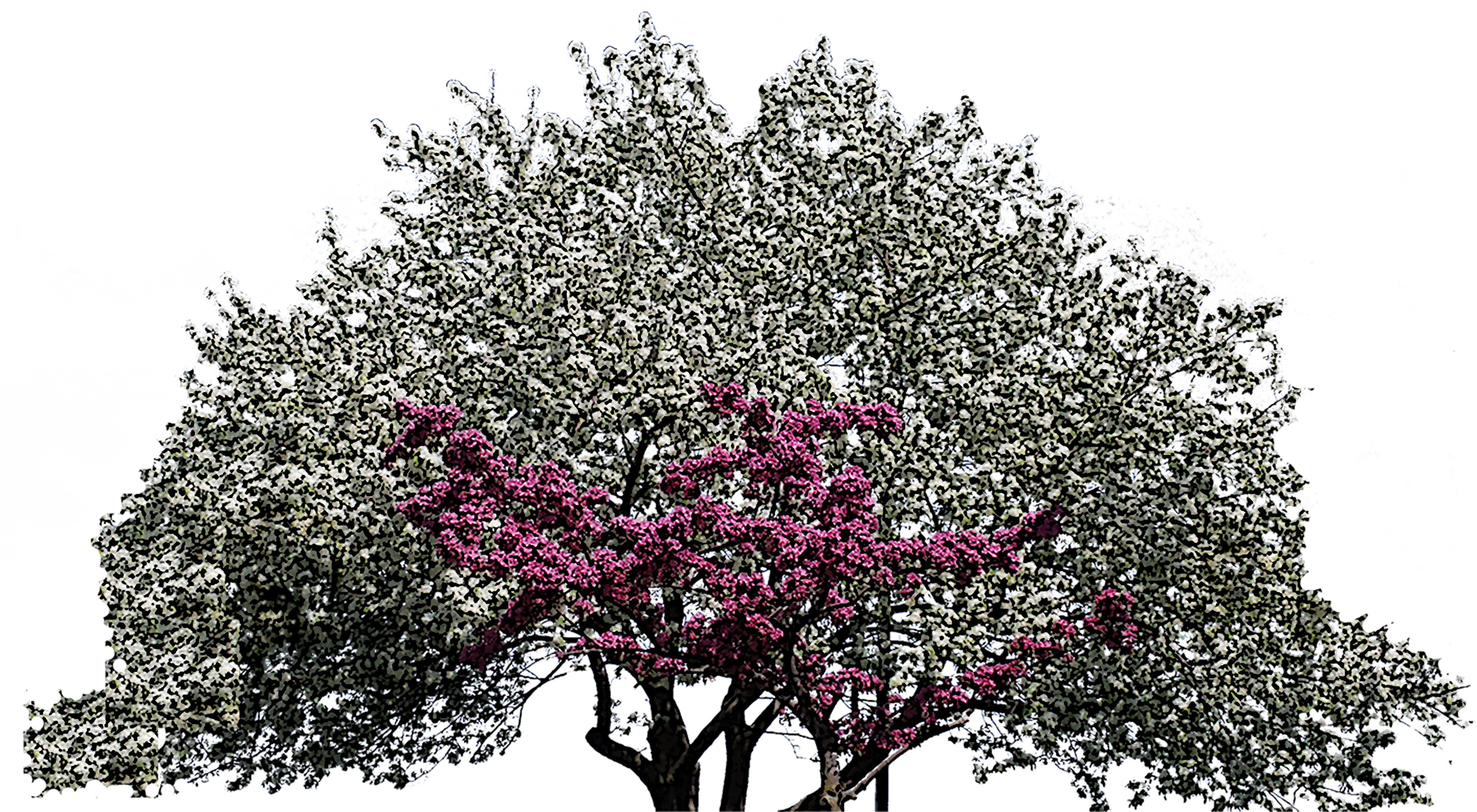 Heart Tree Clipart (3840x2113), Png Download