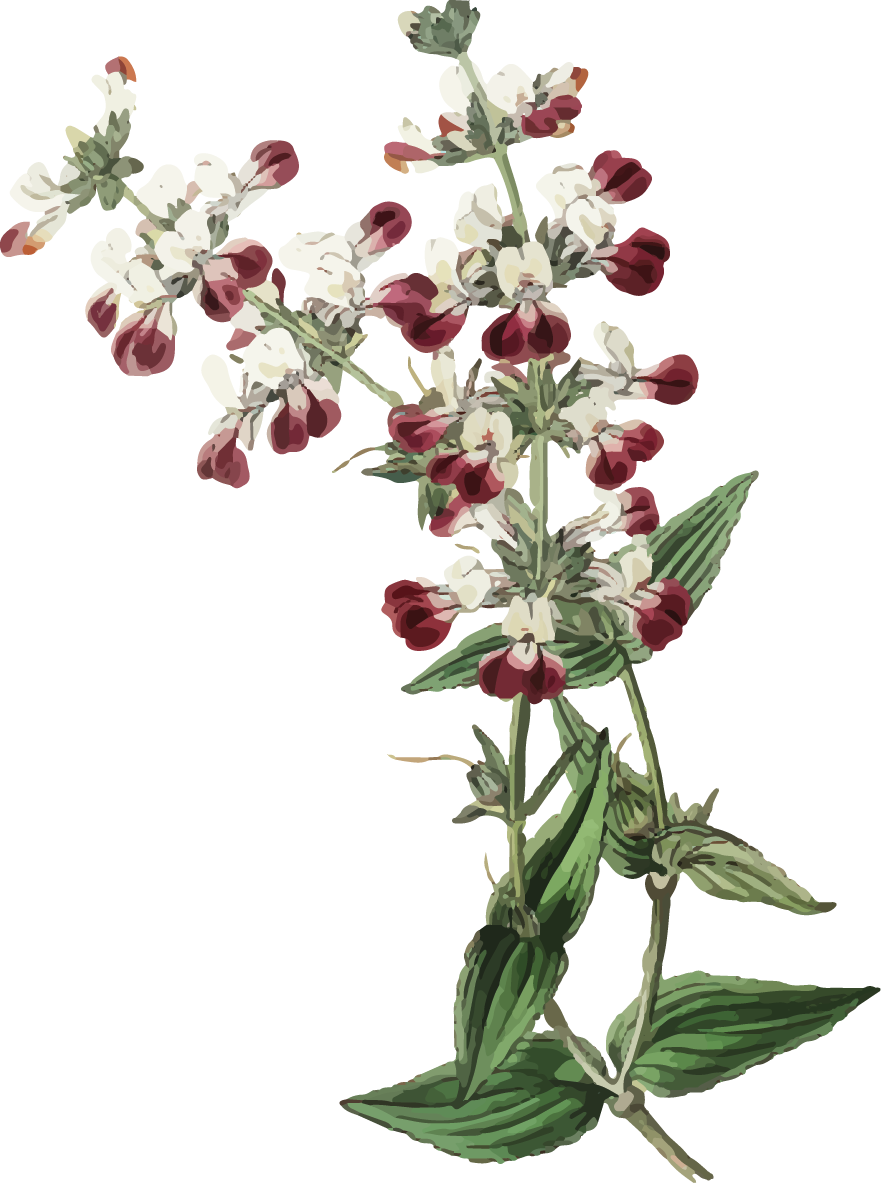 Gilliflower Clipart (881x1183), Png Download