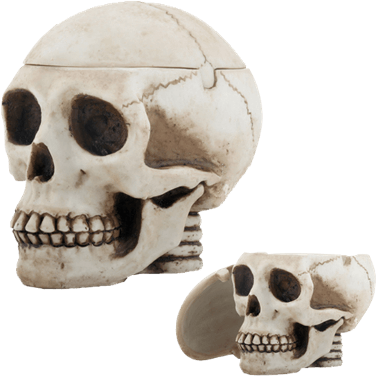 Price Match Policy - Skull Clipart (555x555), Png Download