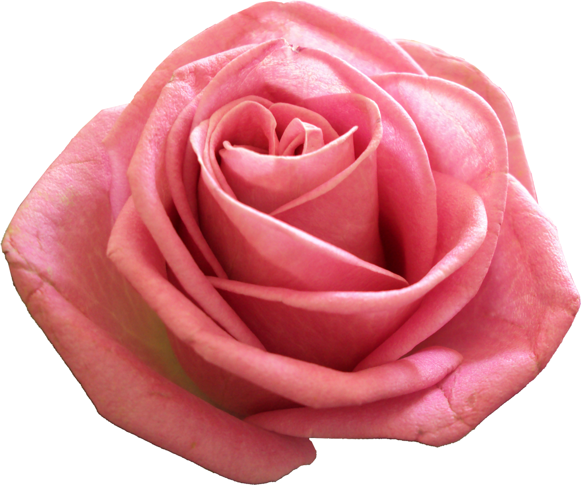 Rose png. Розовые розы. Розы на прозрачном. Розочка на прозрачном фоне. Бутон розовой розы на белом фоне.