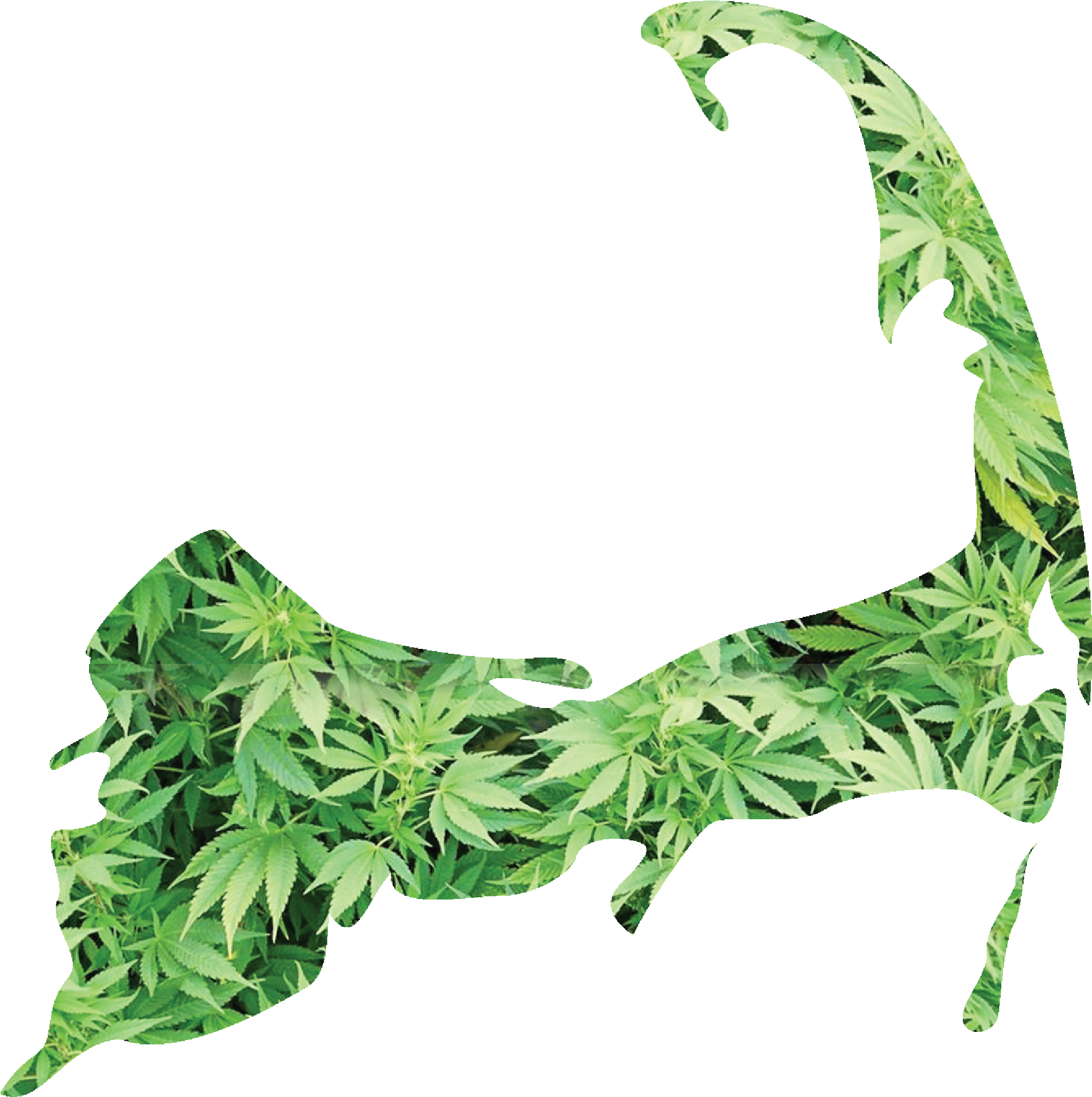 Mlg Joint Png - Weed Plant Background Clipart (2039x2054), Png Download