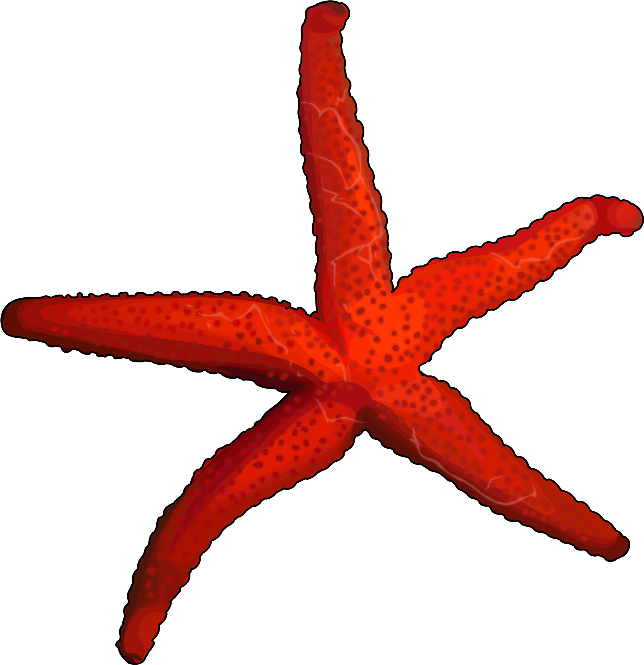 Estrella De Mar - Bintang Laut Png Clipart (3508x2480), Png Download