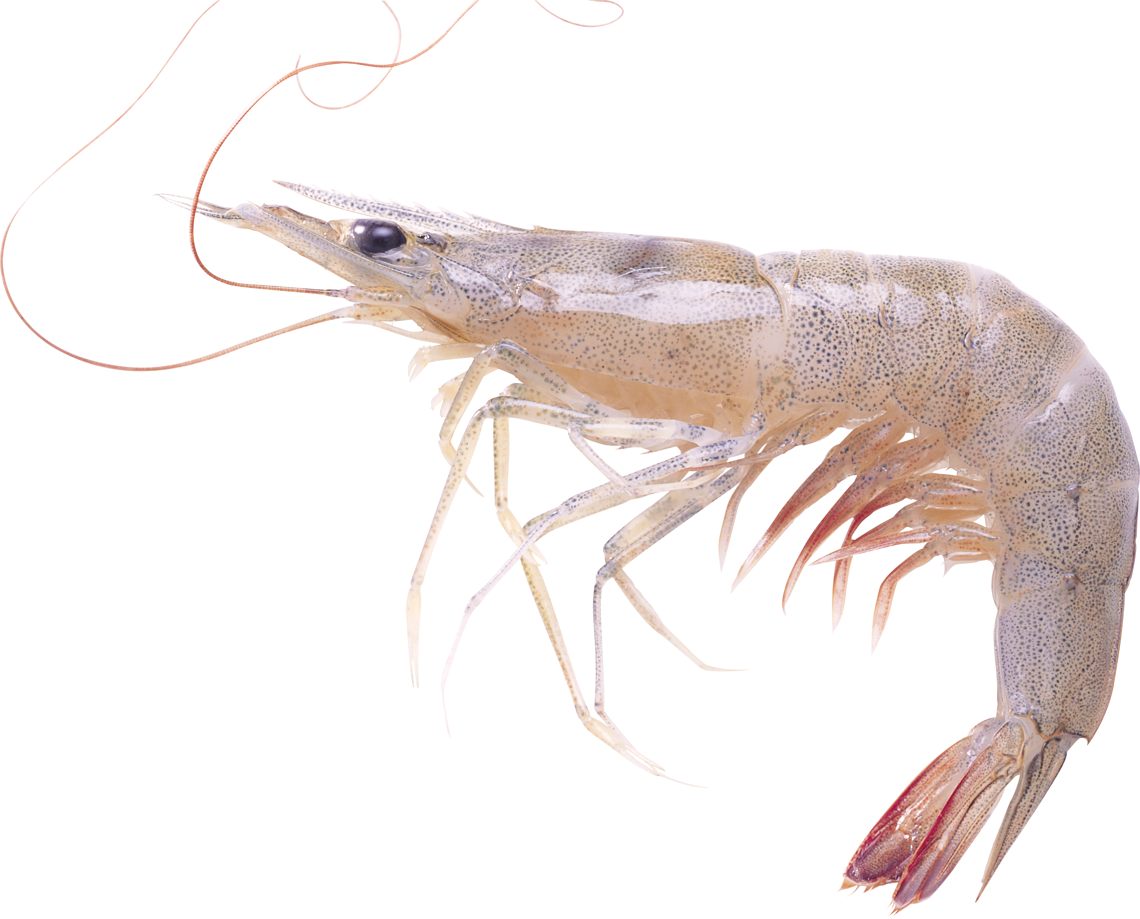 Shrimps Png - Live Shrimp Transparent Background Clipart (4713x3799), Png Download