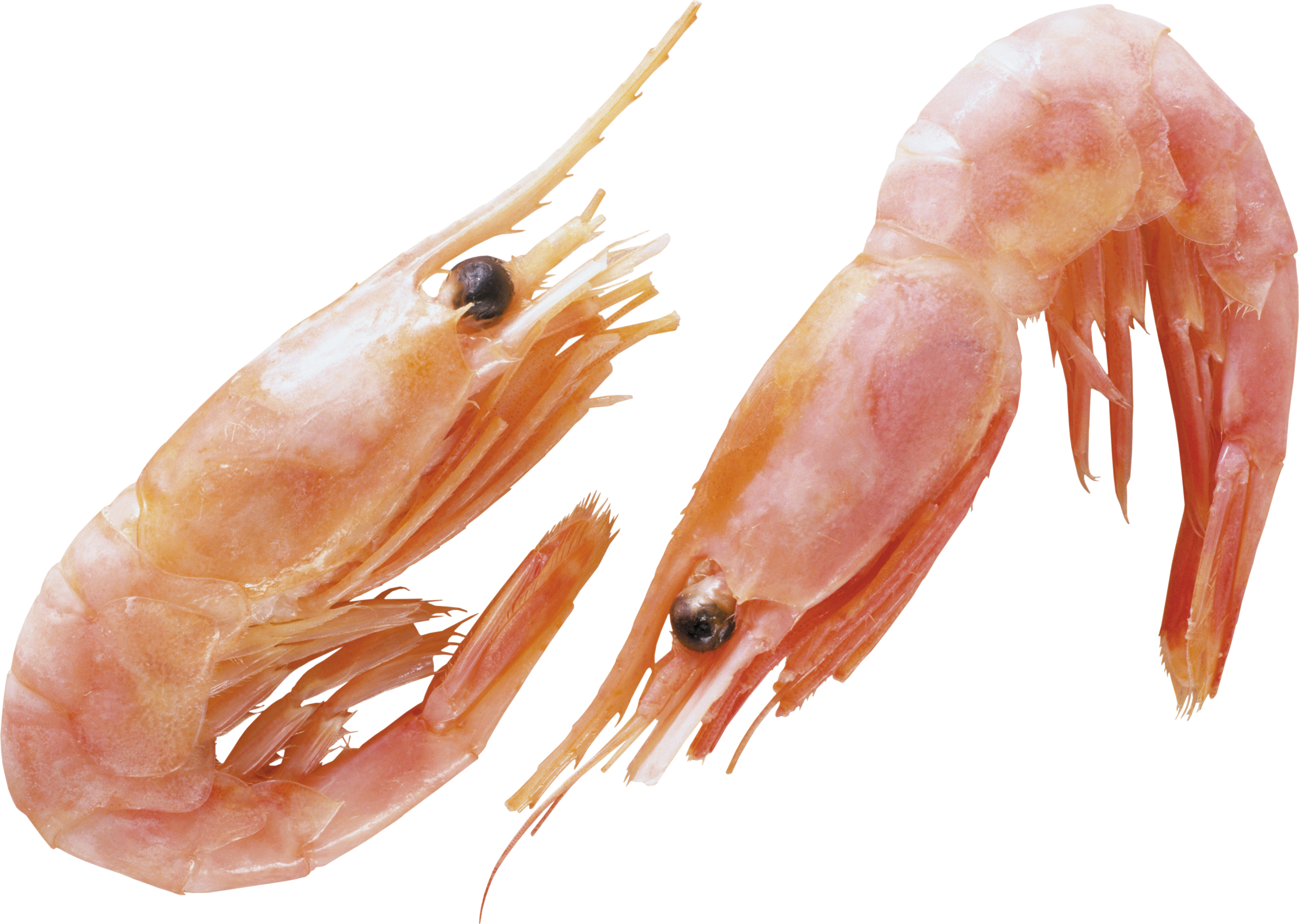 Shrimps Png Clipart (3000x2135), Png Download