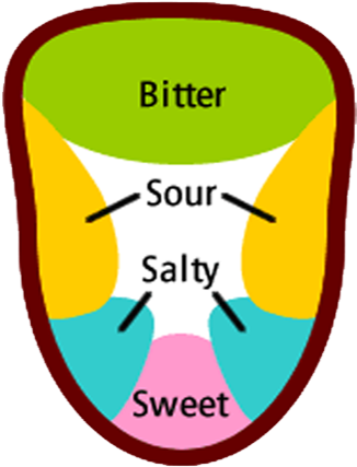 The Tongue Map Myth - Tongue Map Clipart (1200x450), Png Download