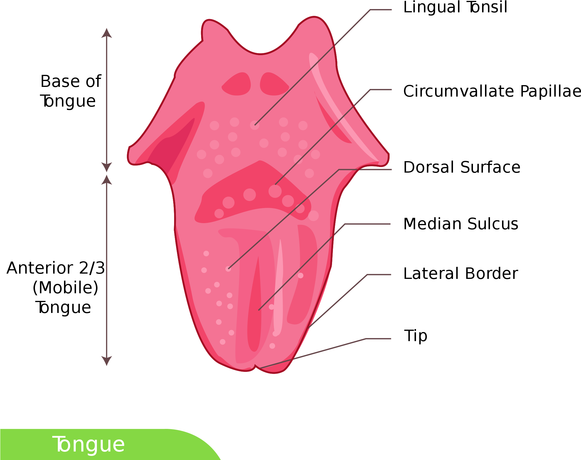 Open - Anterior Tongue Clipart (2000x2000), Png Download