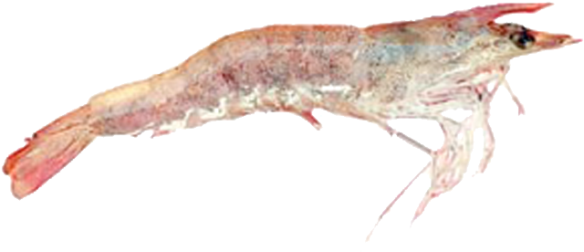 Frenchy's Key West Shrimp - Litopenaeus Setiferus Clipart (658x495), Png Download