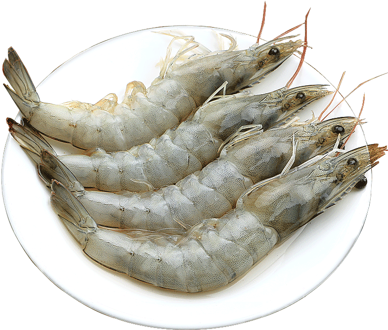 Shrimp Fresh Live Prawns Seafood Aquatic Products Qingdao Whiteleg