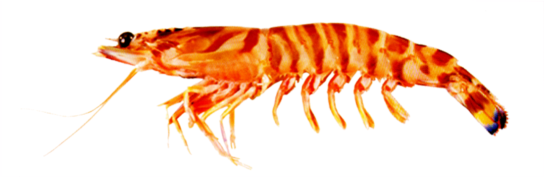 Products - Flower Prawn Clipart (1200x421), Png Download