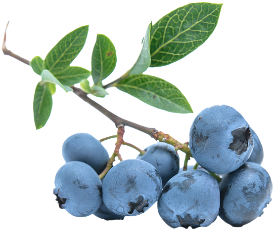 Blueberries Png - Free Png Blueberry Clipart (960x640), Png Download