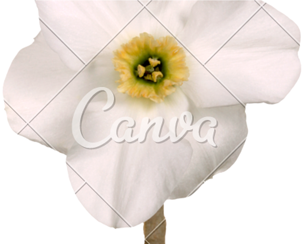 Green Flower Crown Transparent 57175 Loadtve - Artificial Flower Clipart (1063x856), Png Download