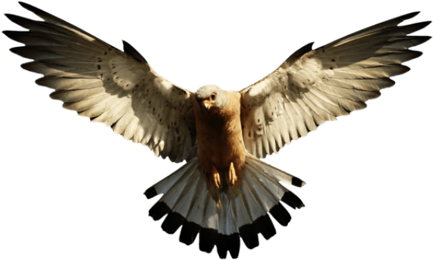 Cool Png Designs - Eagle Png Clipart (800x543), Png Download