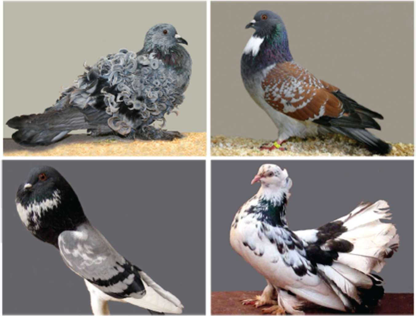 The Amazing Diversity Of Pigeons - Fancy Pigeon Clipart (1597x1098), Png Download