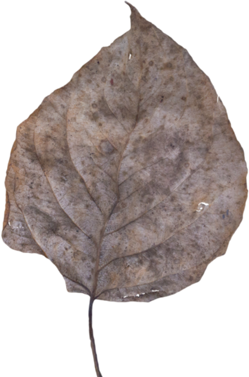 Leaf Fall Dead - Bay Laurel Clipart (900x1317), Png Download