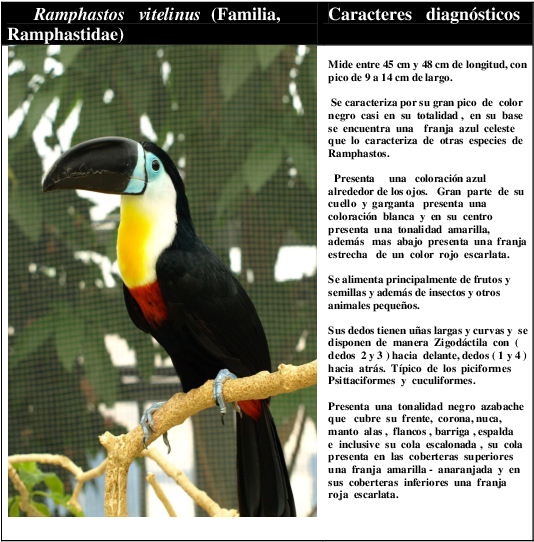 Docx - Toucan Clipart (595x842), Png Download