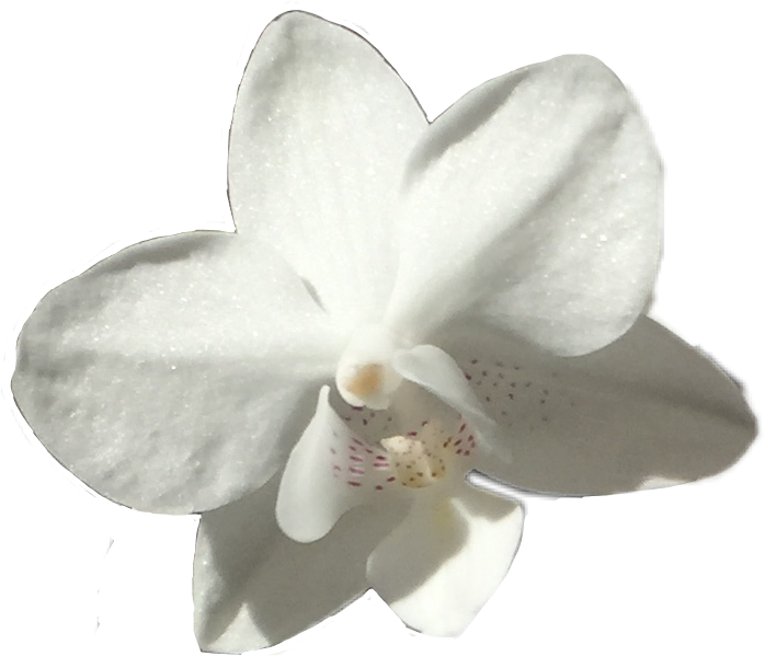 #flower #white #orchid #pretty #floral #plant #plats - Moth Orchid Clipart (698x599), Png Download