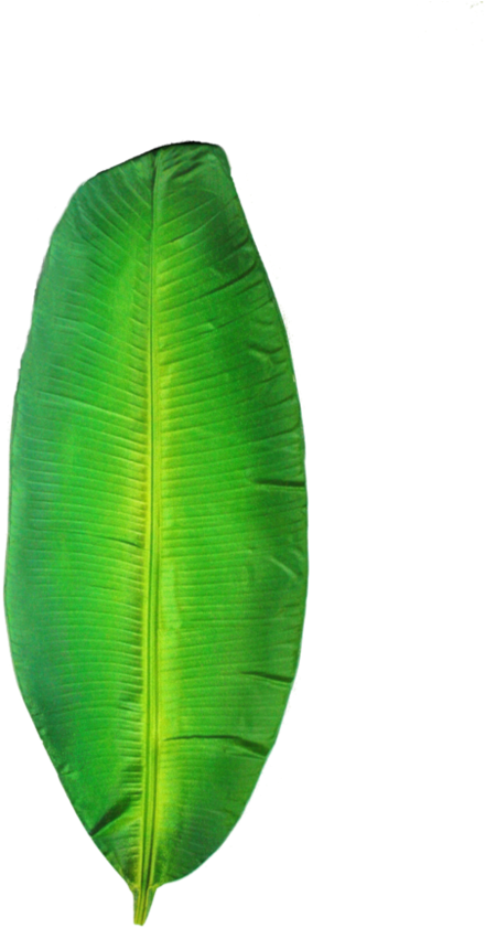 Folha De Bananeira Png - Ensete Clipart (640x998), Png Download