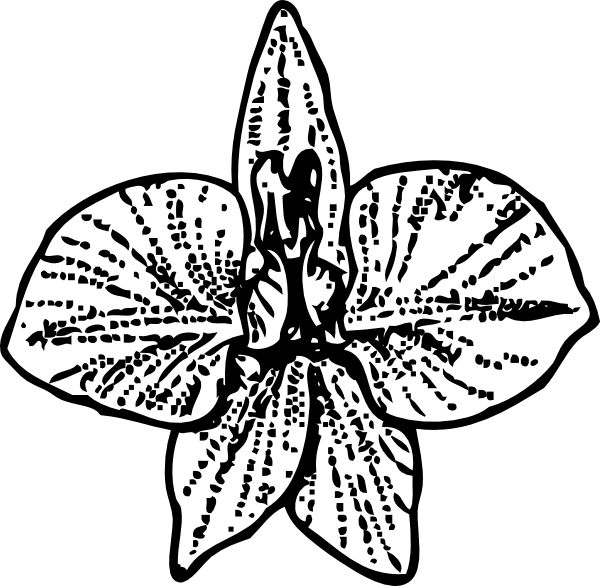 Orchid Black And White Png Clipart (600x586), Png Download