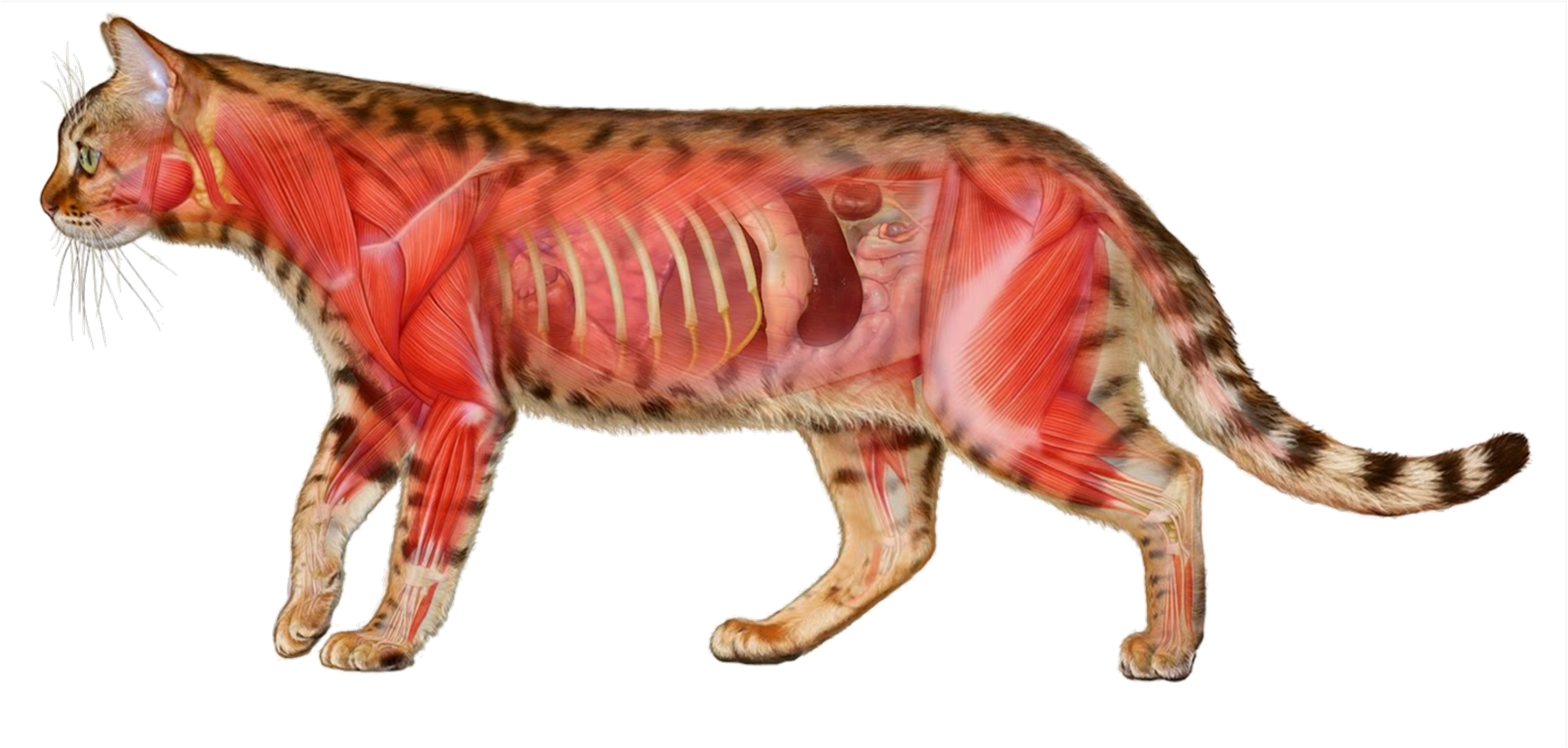 Los Perros Y Gatos Son Carnívoros - Cat Clipart (2977x1419), Png Download