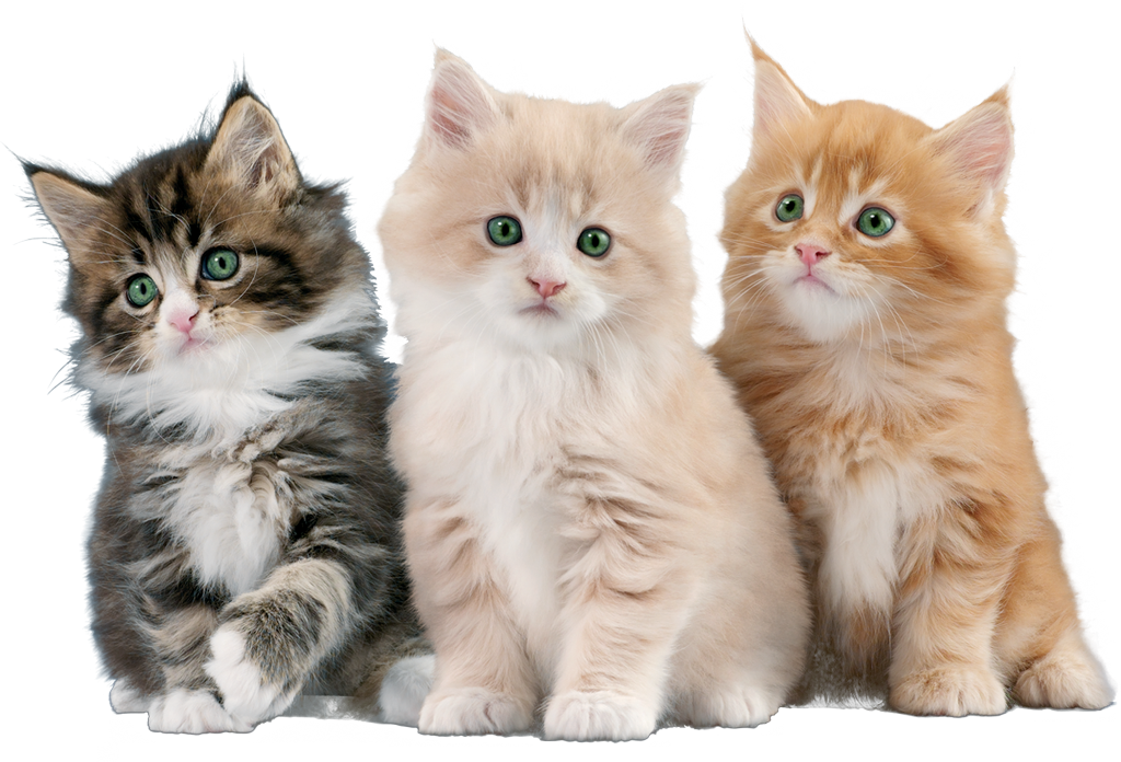 Gatos - Simpofel Clipart (1024x696), Png Download