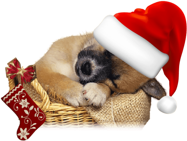 Lindas Mascotas, Gatos Y Perros Con Gorros De Papá - Free Christmas Puppy Png Clipart (1024x768), Png Download