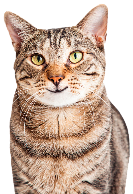 Cats And Dogs Free Clipart (500x681), Png Download