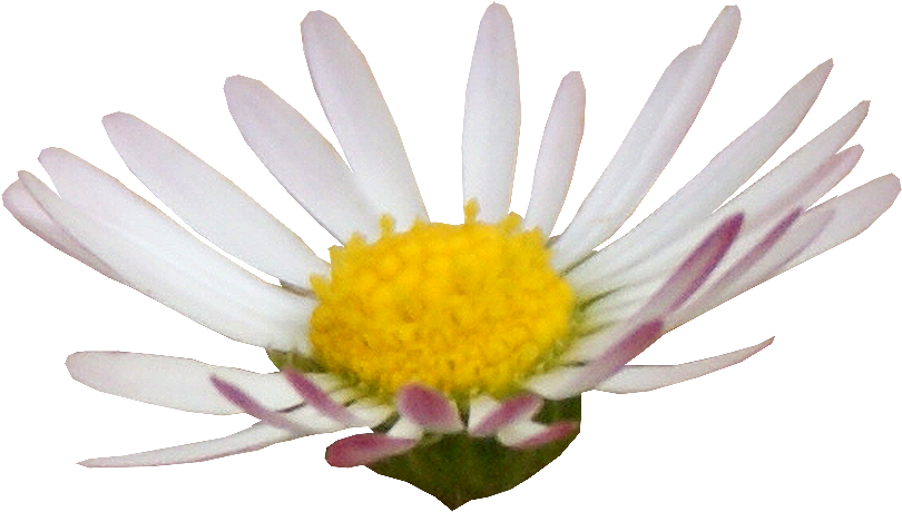 Daisy Clipart (1000x797), Png Download