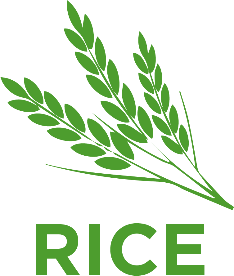 Rice Belongs To The Poaceae Family - Rice Plant Png Icon Clipart (1417x1417), Png Download